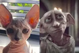 别的猫胖起来算可爱，无毛猫胖起来的画风...噗哈哈哈哈图片