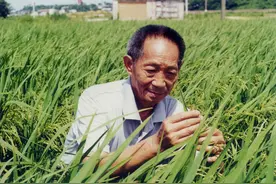 邓则回忆丈夫袁隆平：50块钱的婚礼，也能幸福一辈子图片
