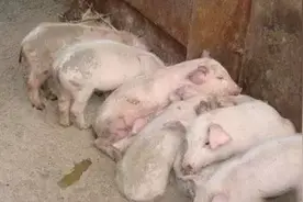 猪链球菌感染的三种类型图片