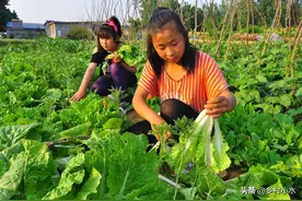 立秋能种什么菜？7种作物立秋前后可放心种，太早太晚都不适图片