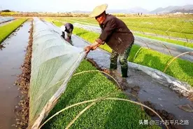 立春到，农村俗语“立春遇打霜，当心会烂秧”，啥意思？图片