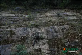 魔鬼周丨直击武警山林地捕歼演练 锤炼打赢本领图片