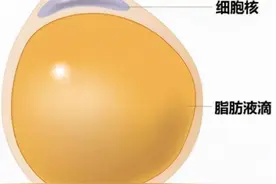 脂肪是如何代谢掉的？2个方法促进脂肪分解，更快瘦下来图片