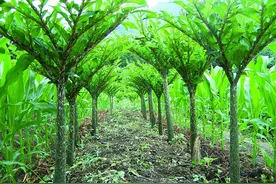 种植魔芋要想产量高，经济效益好，一定要满足这6个条件图片
