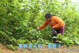 采摘桑葚子图片