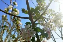凉州诗词 | 立夏日偕友人郊游图片