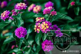 绿叶中美丽动人的马缨丹，又名五色梅，花开四季花色丰富非常漂亮图片