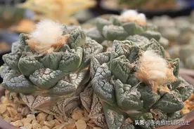 你真的了解仙人掌吗？多肉达人今天就为你讲个明白图片