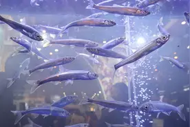 抚仙湖的“罚单”：从450吨到濒临灭绝，抗浪鱼陷入危机？图片