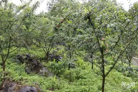 盛夏果实不能没有“李”  观山湖区石操村的玫瑰皇后李等你来采摘~图片