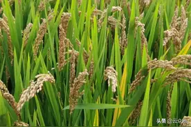 “苏中稻王”淮稻5号，产量高，种植超过20年仍受农户喜爱图片