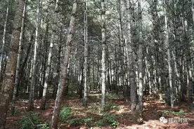 「走向我们的小康生活」祥云：桂花亭村群众幸福生活的“靠山”图片