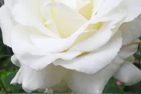 五月的鲜花图片
