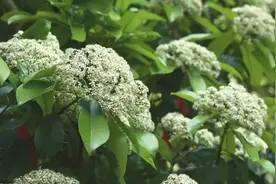 污妖王之花《石楠花》图片