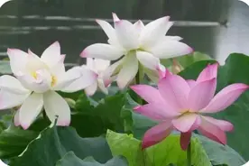 人只要健健康康，平平安安就有精彩人生图片