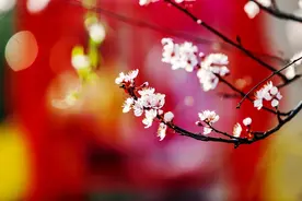 春到复兴！图片