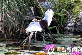 「视频」“凌波仙子”入住中山公园小西湖 小家伙超可爱图片