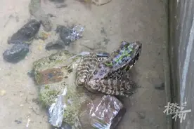 极其稀有！仅此1只，浙江桐庐发现天目臭蛙，全球仅中国2个分布点图片
