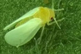 科学家揭开世界唯一“超级害虫”烟粉虱“偷窃”植物基因的秘密图片