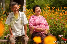 55年老梨树结果“金蛋蛋”，7旬老人任其掉落也不吃，咋回事图片
