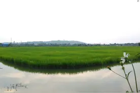广州番禺海鸥岛图片