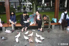 喂鸽子吃薯片 西湖边游客真敢做 亲口把薯片嚼碎 鸽子成群抢食图片