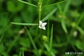 白花蛇舌草：农村房子周边具有经济价值的小草，你认识吗？图片