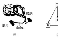 全国大联考 2020 届高三 4 月联考图片