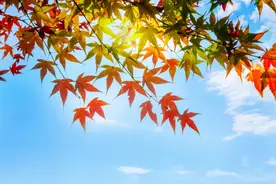远方的人，你是否也在想我？图片
