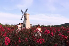瑞金红都·幸福花海 | 绝美网红打卡地，约会拍照两不误！图片