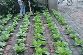 真硬核！东北大姐砖缝里种菜走红：有国人的地方就能种菜图片