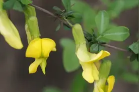 阳雀花又开了，你听说过吗？图片