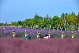 这里的粉黛花海，美到窒息！来即墨，打卡秋日的浪漫童话吧图片