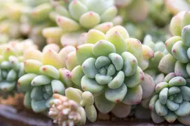 这3种大戟科的多肉植物有毒，养护的时候，须留心图片