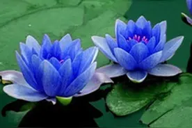 非常喜欢的一首歌：蓝莲花图片