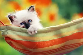 中国人：I love cat。外国人：你要吃它？（恐怖）图片