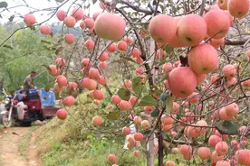 【丰收影像】山东省临沂市蒙阴县：果乡苹果正当红图片