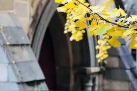 大V推荐 | 邂逅石厝教堂的百年古银杏图片