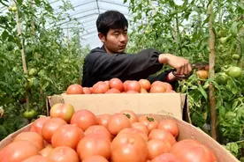 安徽巢湖：小番茄、都督茶“闯”出名气图片