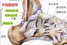 「解剖课程」人体解剖踝关节损伤丨韧带解剖及损伤图片