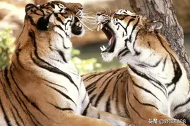 等着瞧，我会回来的图片