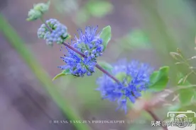 遇见兰香草花绽放的美丽，蓝紫色娇美的花朵很漂亮图片