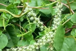藤三七是一种什么样的植物？图片