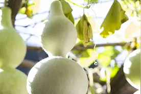 葫芦怎样种植怎样管理图片