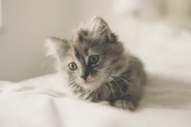 详解小猫出生后的四个不同发育阶段图片