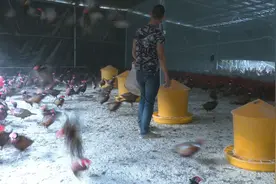投资100多万，存栏4万羽，带领年轻人养七彩山鸡图片
