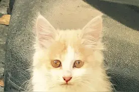 小白猫死了，猫妈的爱让我潸然泪下！图片