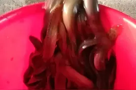 行善进行中--放生篇图片