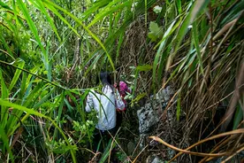 湖北男子捕蛇太多，蛇咬死他后在其坟上安家，难道蛇真的会记仇？图片
