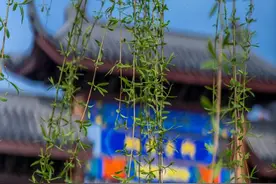 4月2日，邯郸方特国色春秋主题乐园正式复园图片